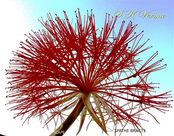  Inflorescence (Umbel)-Lateral view